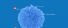 Zygomyco.net